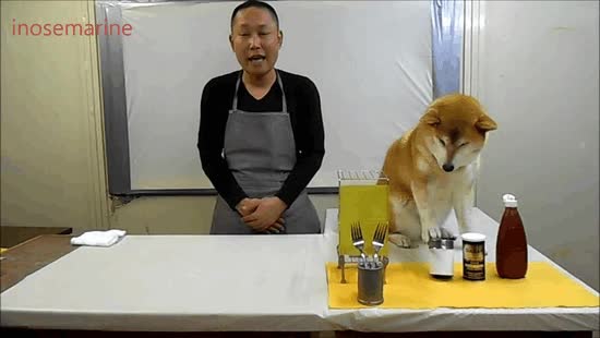 akita,perro,japones,desayuno,programa de cocina con perros,trollear
