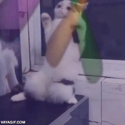 fiesta,gato,bailar,movimiento raro,luces,party,viernes noche