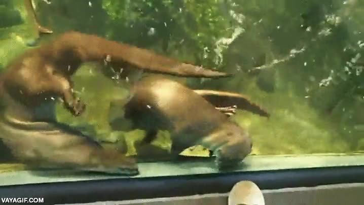 nutrias,zoo,acuario,perseguir,pie,ganas de jugar imagino