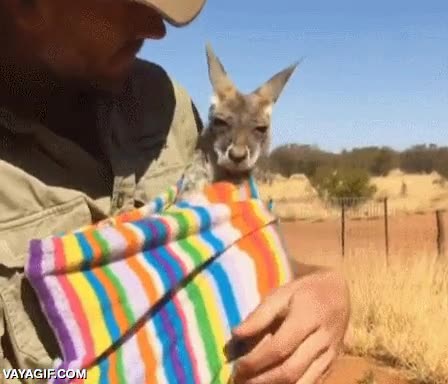 canguro,cangurito,bolsa,huerfano,cr&iacute;a,se tira de cabeza