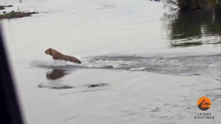 leon,leona,cocodrilo,atacar,en el agua,salvarse por poco,cruzar,rio