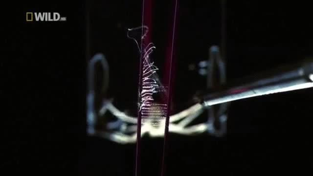 spitting spider,ara&ntilde;a,escupir,telara&ntilde;a,disparar,secarse,encogerse