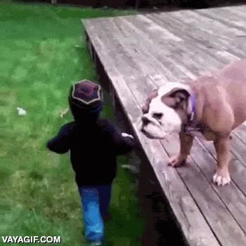 el perro guardaespaldas,perro,bulldog,empujar,saltar,al suelo