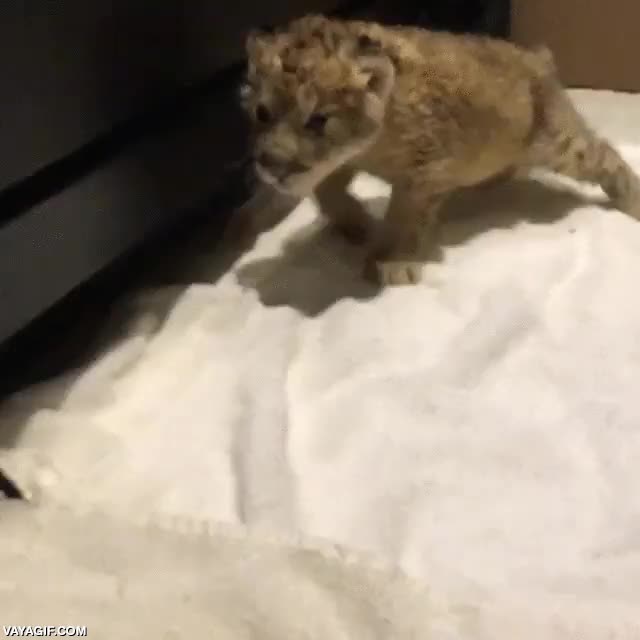 bebe,cría,cachorro,leon,caminar,muy dormido se le ve