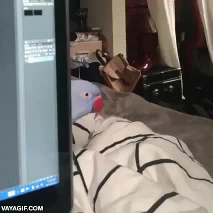 pajaro,ave,loro,asomarse,jugando a cu-cu,ordenador,portatil,as&iacute; no hay quien trabaje