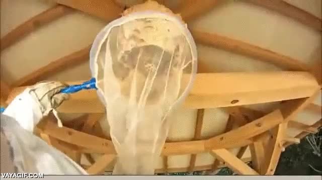 insectos,avispa,avispones,en ingl&eacute;s son hornets,creo que aqu&iacute; no los hay tan grandes