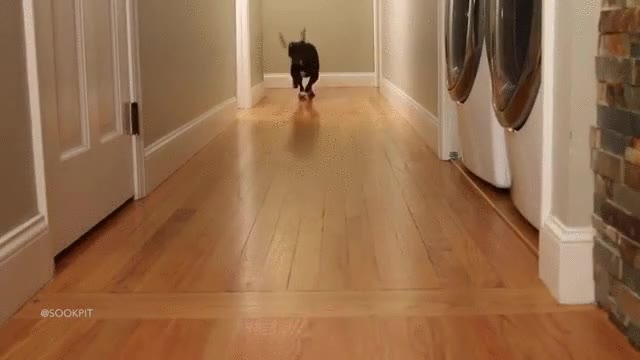 se los saca de encima con facilidad,perro,calcetines,quitarse,pasar