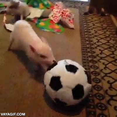 navidad,cerdo,cerdos,cerditos,jugar,pelota,futbol,que monos,muy adorables