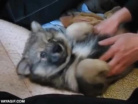 cachorro,Finnish Lapphund,perro,achuchable,adorable criatura