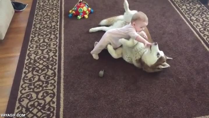 Un husky siberiano rojo jugando con este bebé con toda la ternura y cuidado del mundo perro,husky siberiano,bebe,niño,adorable al máximo