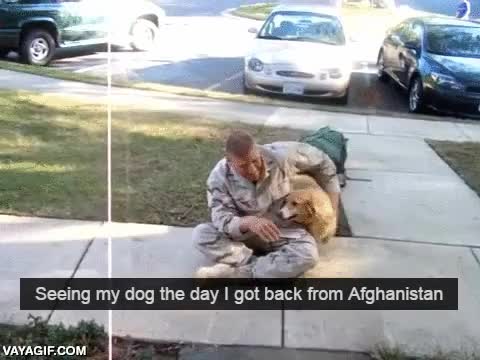 perro,echar de menos,locura,muy emocionado,soldado,volver a casa