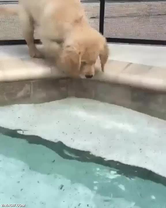 piscina,fail,caer,tropezar,al agua