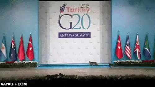 gatos,g20,anatolia,turquia,turkey,seguridad,colarse