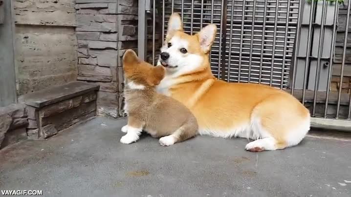 sientate,sentarse,sit,perro,corgi,solo quiere jugar