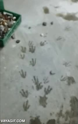 chupitos,ping&uuml;ino,escapar,zoo,pasitos adorables,noche de fiesta,discoteca