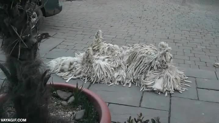 mopa,vieja,komondor,raza de perro,peludo,perro,sorpresa