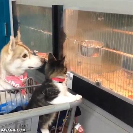 gato,perro,pajaros,lo tiene todo este gif,carrito,atencion