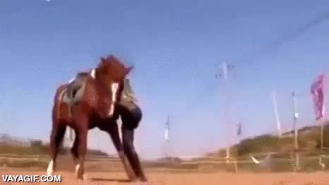 hacerse el muerto,caballo,mira que listo,and the oscar goes to...