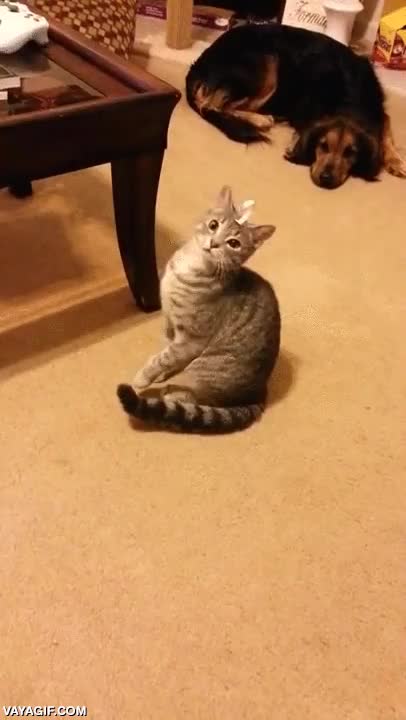 gato,humano,pegarle,cinta,tira,adhesiva,celo,cara,lo flipa