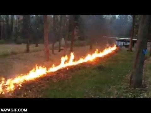 hojas secas,supongo que debe haber algo que lo haya hecho arder as&iacute;,hojarasca,prender