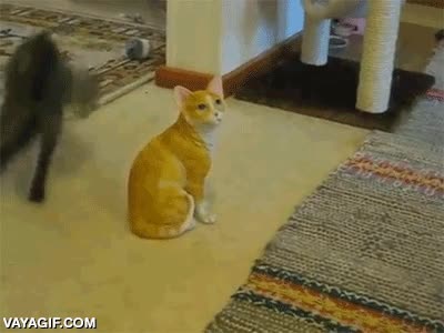 gato,jugar,muñeco,porcelana,discoteca,bailar,intentar seducir,ni caso,ligar