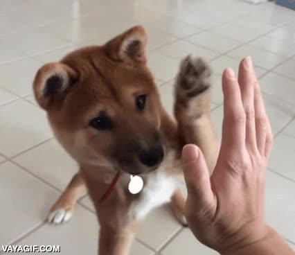 high five,chocar los cinco,perro,saludo,saludar