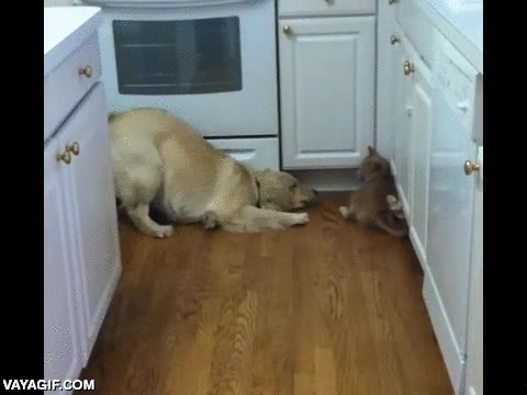 mientras el gato va flipando,perro,no me ignores,me pongo a tus pies