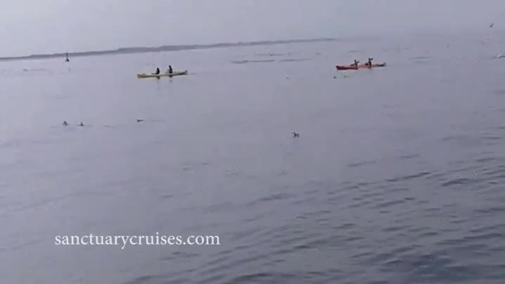 ballena,saltar,encima,barca,kayak,menudo susto,el agua debe estar calentita