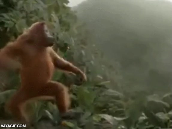 Mono,Bailando,Agua extraña,Elixir,Cerveza,Orangutan,Simio,Gorila