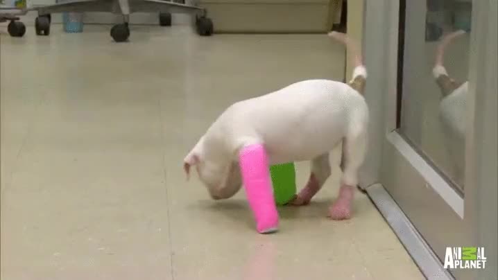 perro,cachorro,caminar,intentarlo,poco a poco,lo intenta,no rendirse