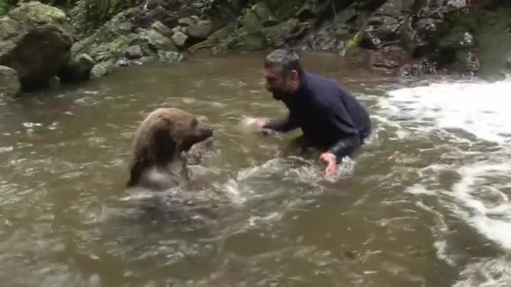 oso,cachorro,jugar,rio,agua,mojarse,ba&ntilde;arse