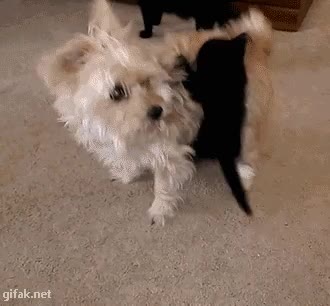 vista periferica,jugar,cachorro,gato,negro,gatito adorable con calcetinitos blancos