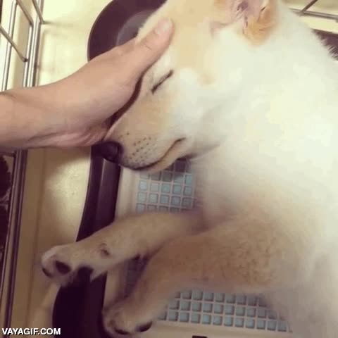 yo tambi&eacute;n me dormir&iacute;a,acariciar,perro,perrito,cachorro,dejarse tocar