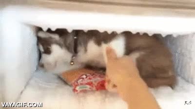 husky,perro,frio,congelador,harto de pasar calor