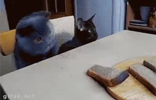 amigo,gato,insistir,incitar,pan,rebanadas