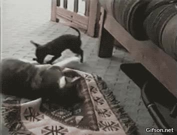 pelea,injusta,lo enga&ntilde;a,le roba la alfombra,era su objetivo,muy listo el peque&ntilde;o,perro,gato