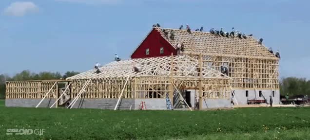 construir,casas,son como hormiguitas,los m&aacute;s trabajadores,madera