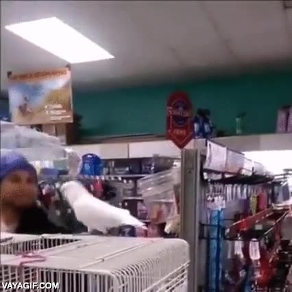 fiesta,cacatua,loro,pajaro,tienda de animales,bailar,azotea