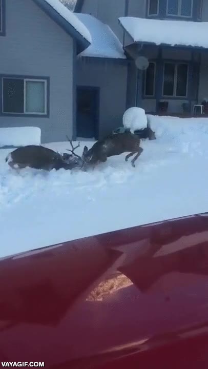 nieve,nevada,ciervo,pelea,machos,cuernos,gana el de la derecha