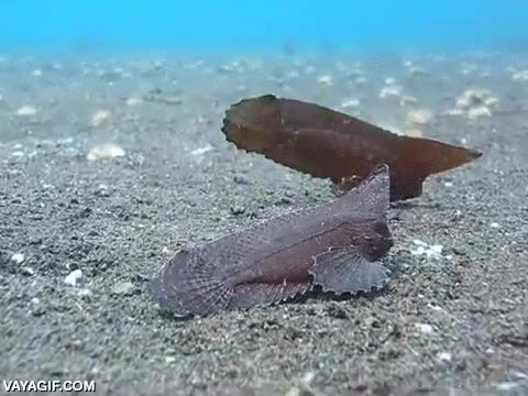 Cockatoo Waspfish,buen sistema,buen truco,adaptacion,hoja,imitar,confundir,pez,avispa,cacatua