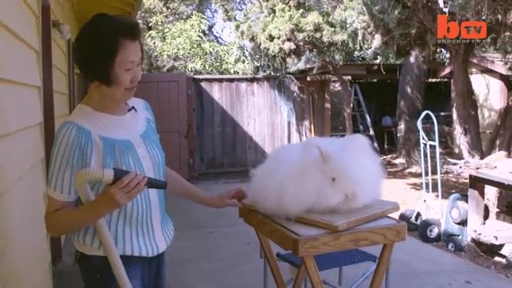 conejo,peluqueria,pelo,pelaje,peluquera,record guinness