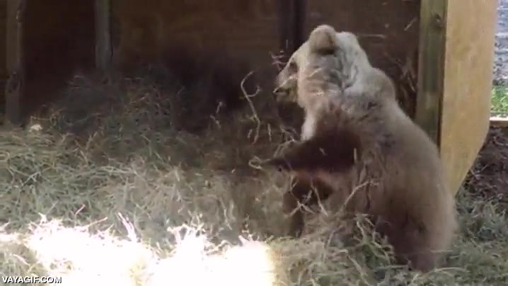 heno,oso,cachorro,cr&iacute;a,jugar,jugueton