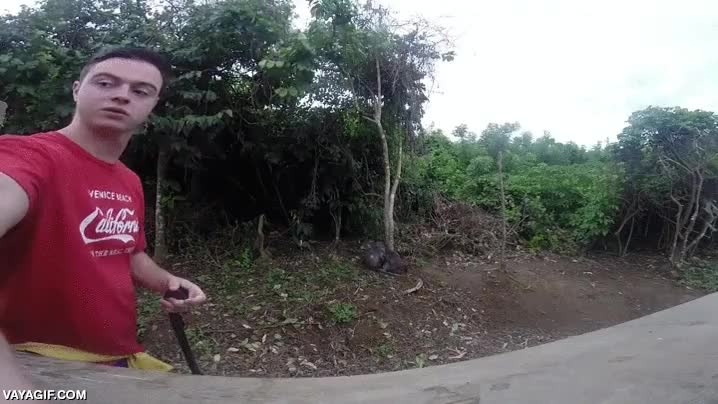 robar,quitar,camara,llevarse,solo quer&iacute;a hacerse un selfie el pobre,mono,chimpance