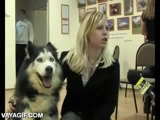 Yo no sé si esto es normal, pero juraría que le han chutado algo al perro husky,perro,empanado,mirada perdida,droga dura,entrevista,reportaje