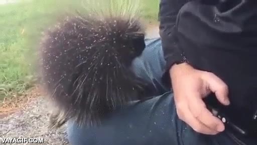 puercoespin,erizo,hombre,camara,trepar,subir,torpe