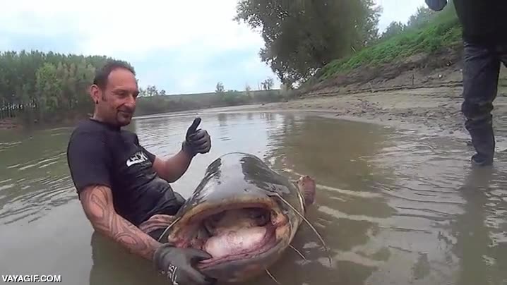 pez,gato,catfish,pescador,devuelvelo al agua que se ahoga,pescar,enorme