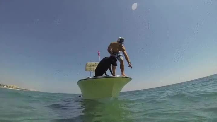 perro,pescar,langosta,barca,cazar,lanzarse,agua