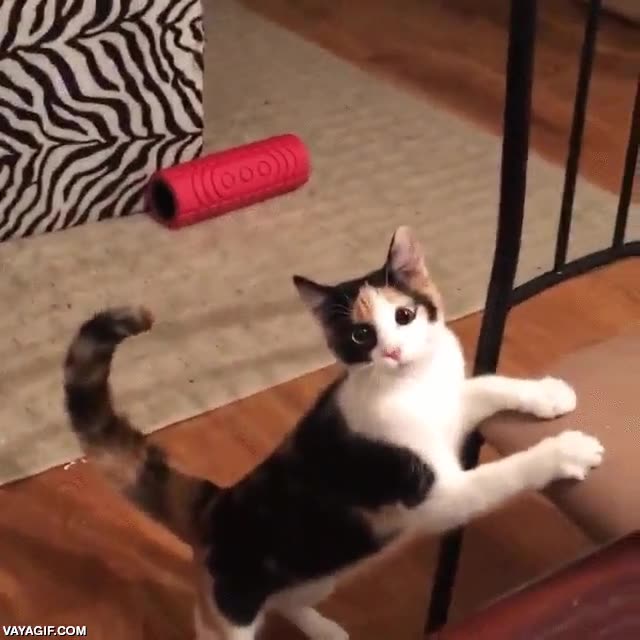 saltitos,saltos,que le pasa?,gato,saltar,felino