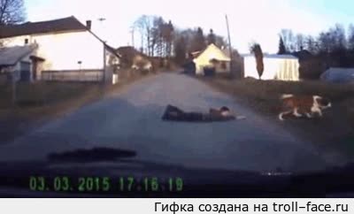 perro,fuerza,arrastrar,esperar,san bernardo