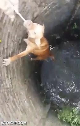 perro,pone de su parte,morder,cuerda,rescatar,salvar